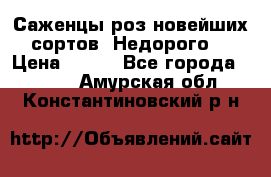 Саженцы роз новейших сортов. Недорого. › Цена ­ 350 - Все города  »    . Амурская обл.,Константиновский р-н